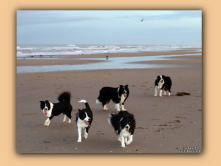 Die Hunde morgens am Saltum Strand (6).jpg